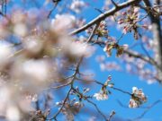 Cherry Blossom Magic in March 2023: Celebrating 111 Years of Beauty, Culture, and Friendship in Full Bloom Explore the enchanting world of cherry blossoms, their cultural significance, and the upcoming festivals celebrating this breathtaking natural phenomenon. Image courtesy (wjla.com)