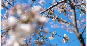 Explore the enchanting world of cherry blossoms, their cultural significance, and the upcoming festivals celebrating this breathtaking natural phenomenon. Image courtesy (wjla.com)