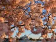 National Cherry Blossom Festival in D.C.: A Cultural and Natural Extravaganza to Experience Discover the beauty and cultural significance of the Cherry Blossom Festival in Washington, D.C., as it transforms the city into a breathtaking landscape of pink blooms each spring (s.w-x.co).