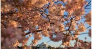 Discover the beauty and cultural significance of the Cherry Blossom Festival in Washington, D.C., as it transforms the city into a breathtaking landscape of pink blooms each spring (s.w-x.co).