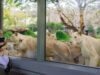 Vantara Wildlife Sanctuary 2025: A New Era in Gujarat Development and Wildlife Preservation Explore Vantara, India's largest wildlife rescue and rehabilitation centre, showcasing advanced facilities and conservation initiatives for endangered species (akm-img-a-in.tosshub.com)