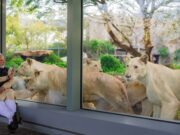 Explore Vantara, India's largest wildlife rescue and rehabilitation centre, showcasing advanced facilities and conservation initiatives for endangered species (akm-img-a-in.tosshub.com)