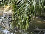 Explore the surprising crocodile encounter at IIT Bombay and learn about wildlife interactions in urban settings (th-i.thgim.com).