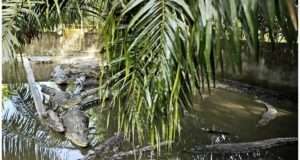 Explore the surprising crocodile encounter at IIT Bombay and learn about wildlife interactions in urban settings (th-i.thgim.com).