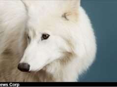Exploring the groundbreaking birth of dire wolves and the ethical questions surrounding de-extinction and conservation. Image courtesy (jb-optimus.s3.ap-south-1.amazonaws.com)