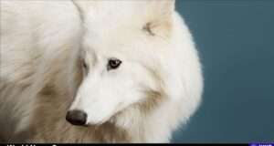 Exploring the groundbreaking birth of dire wolves and the ethical questions surrounding de-extinction and conservation. Image courtesy (jb-optimus.s3.ap-south-1.amazonaws.com)