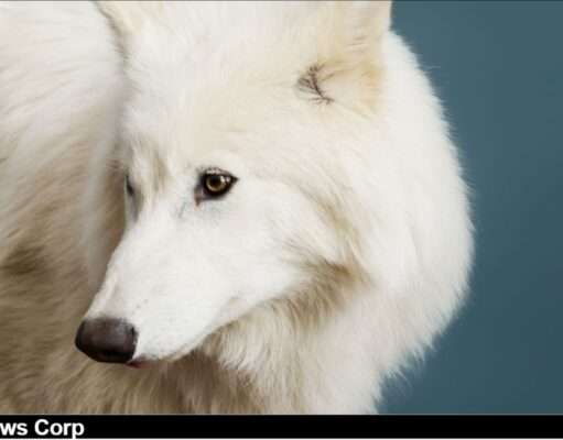 Exploring the groundbreaking birth of dire wolves and the ethical questions surrounding de-extinction and conservation. Image courtesy (jb-optimus.s3.ap-south-1.amazonaws.com)