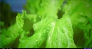 Explore the impact of the recent E. coli outbreak linked to Taylor Farms and learn how to protect yourself as a consumer. Image courtesy (jb-optimus.s3.ap-south-1.amazonaws.com)